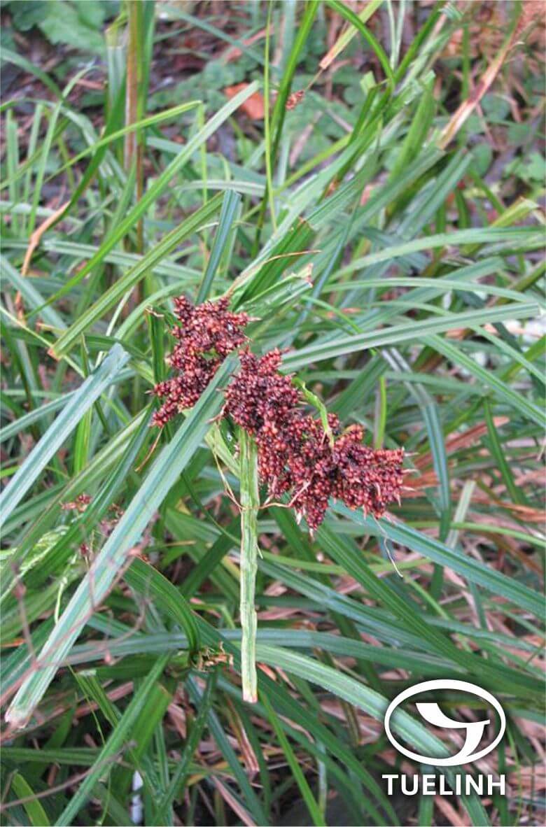 Carex baccans Nees 1