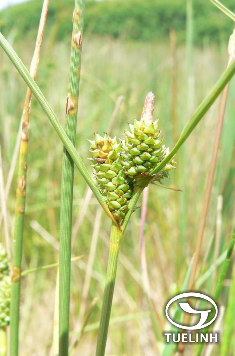 Carex commixta Steud. 1
