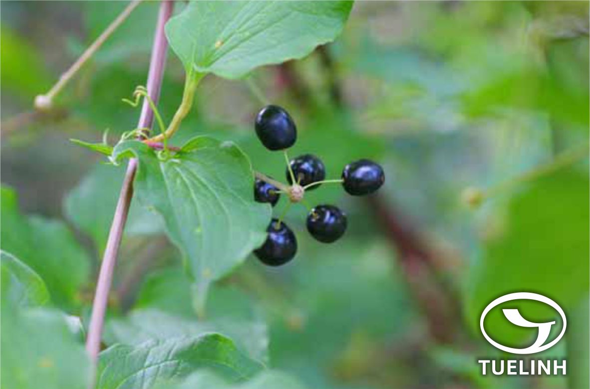 Smilax aberrans Gagnep. 1 Smilax aberrans Gagnep. 1