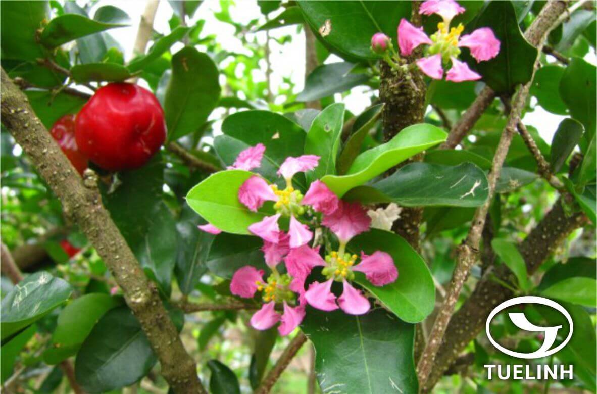 Malpighia glabra L. 1