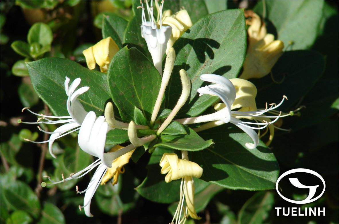 Lonicera cambodiana Pierre ex Danguy 1