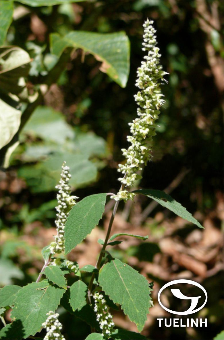 Elsholtzia rugulosa Hemsl. 1