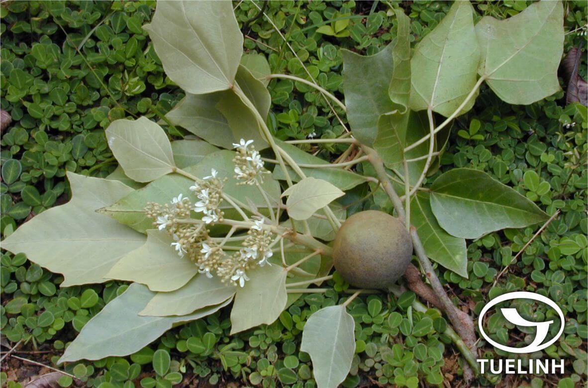 Aleusites moluccana (L.) Willd. 1
