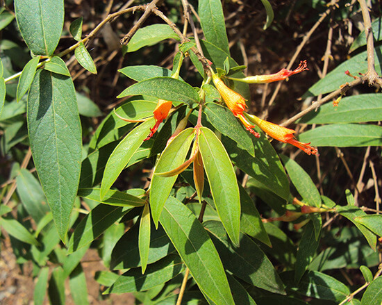 Woodfordia fruticosa (L.) Kurz 1