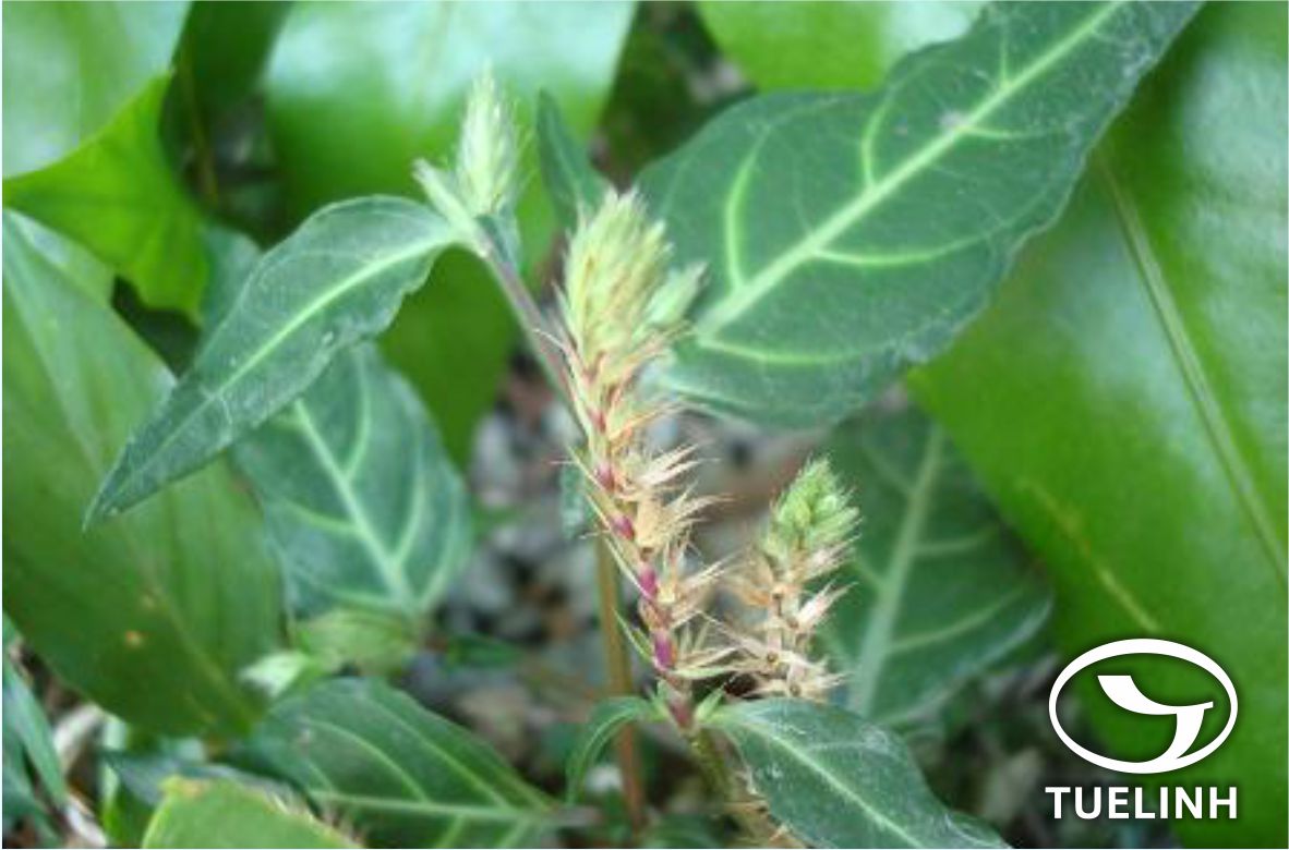 Lepidagathis incurva Buch.-Ham. ex D. Don 1 Lepidagathis incurva Buch.-Ham. ex D. Don 1