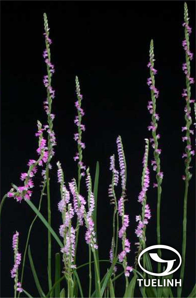 Spiranthes sinensis (Pers.) Ames 1