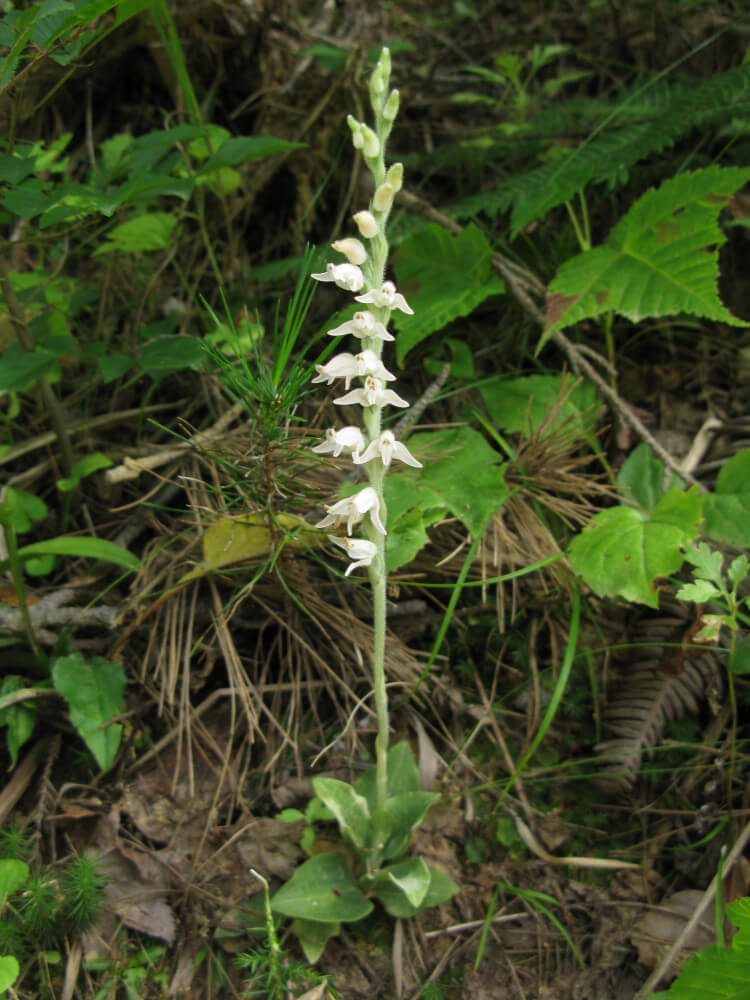 Goodyera schlechtendaliana Rchb.f. 1