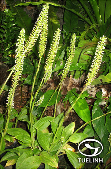 Goodyera procera (Ker-Gawl.) Hook. 1