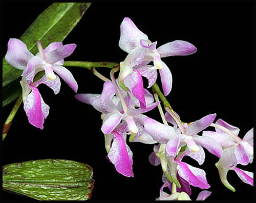 Aerides falcata Lindl. 1