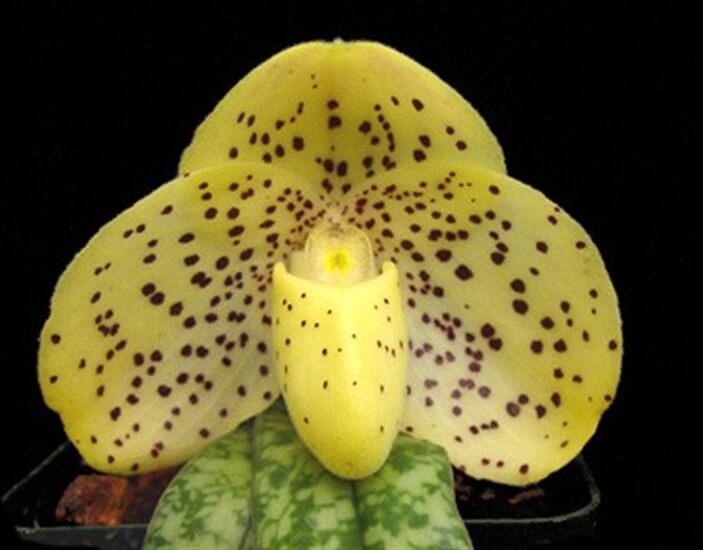 Paphiopedilum concolor (Lindl.) Pfitz 1 Paphiopedilum concolor (Lindl.) Pfitz 1