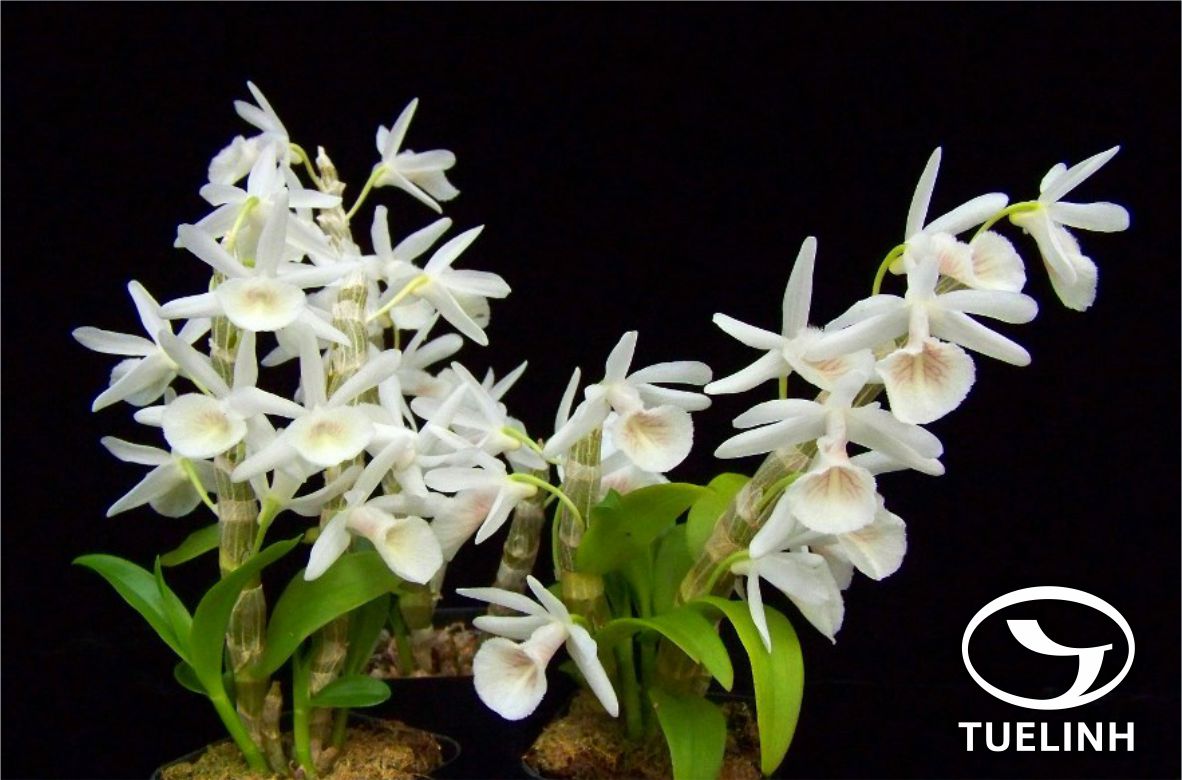 Dendrobium primulinum Lindl. 1