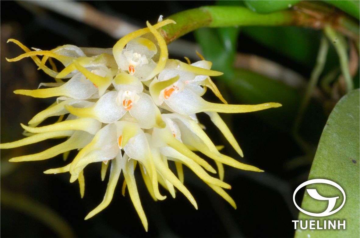 Bulbophyllum odoratissimum (Smith) Lindl. 1