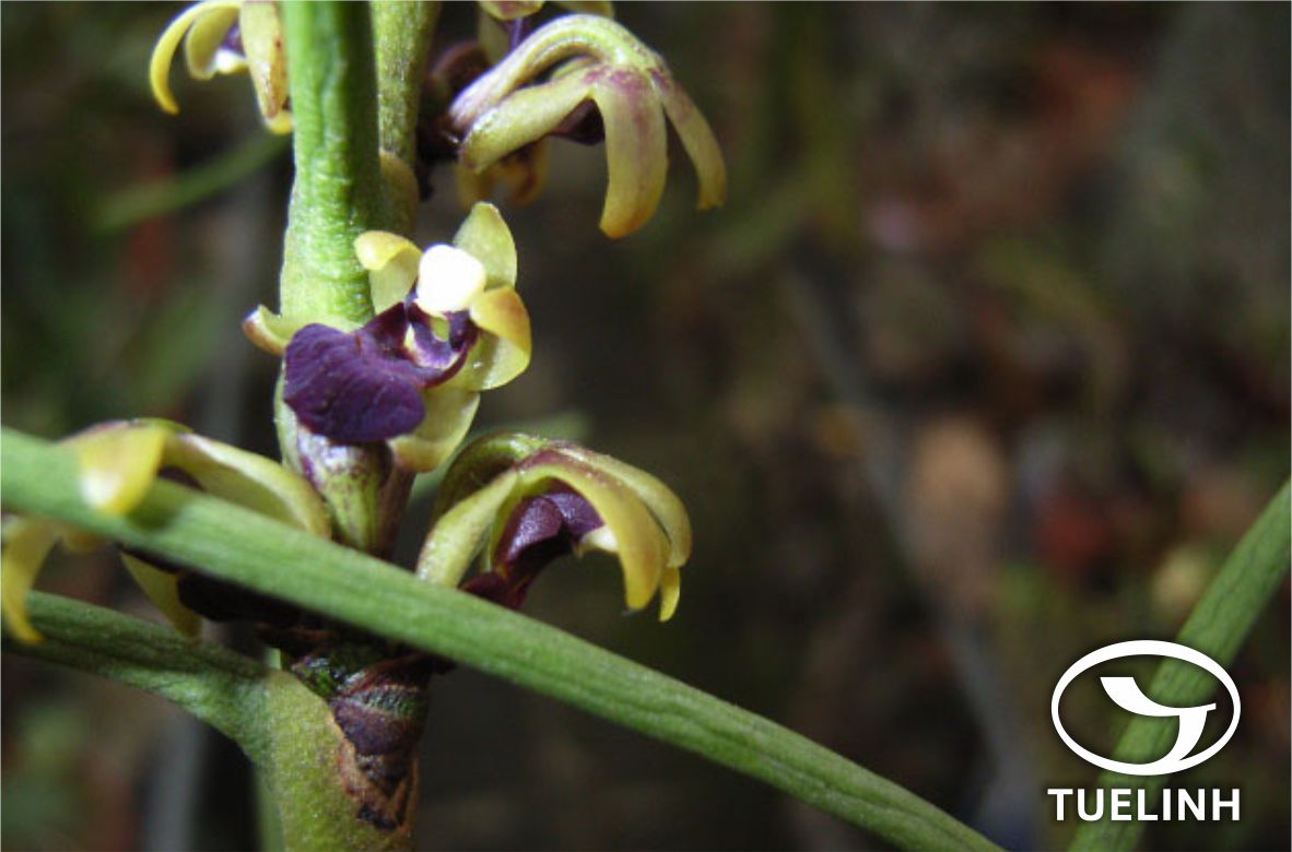 Luisia morsei Rolfe 1