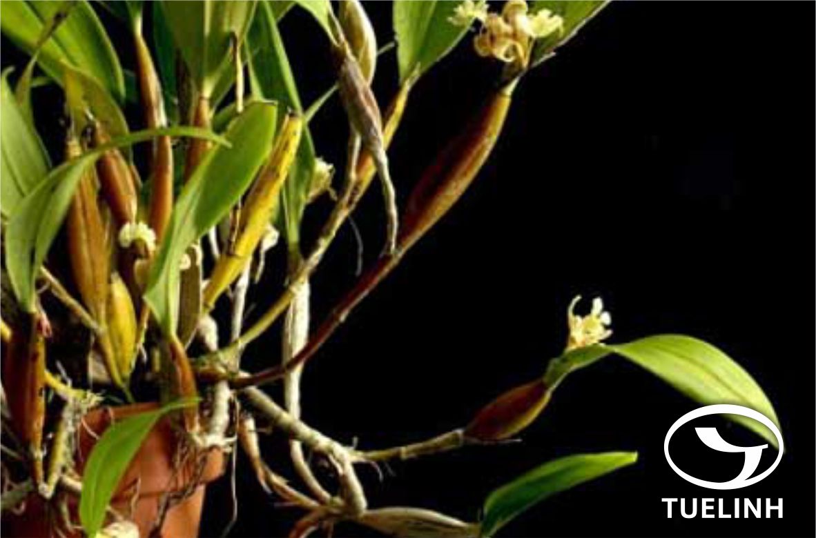 Flickingeria fimbriata (Blume) Hawkes 1