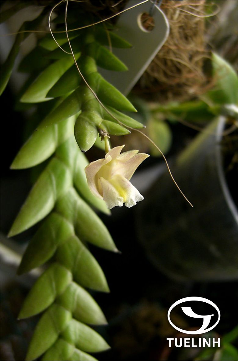 Dendrobium terminale Parish et Rchb.f 1 Dendrobium terminale Parish et Rchb.f 1