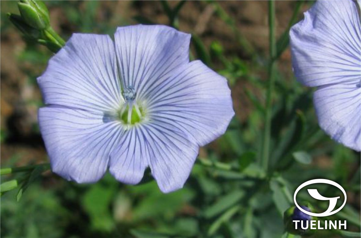 Linum usitatissimum L. 1 Linum usitatissimum L. 1