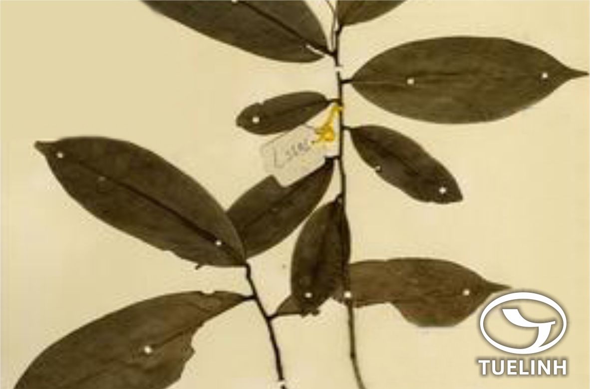 Fissistigma capitatum Merr. ex P.T.Li 1