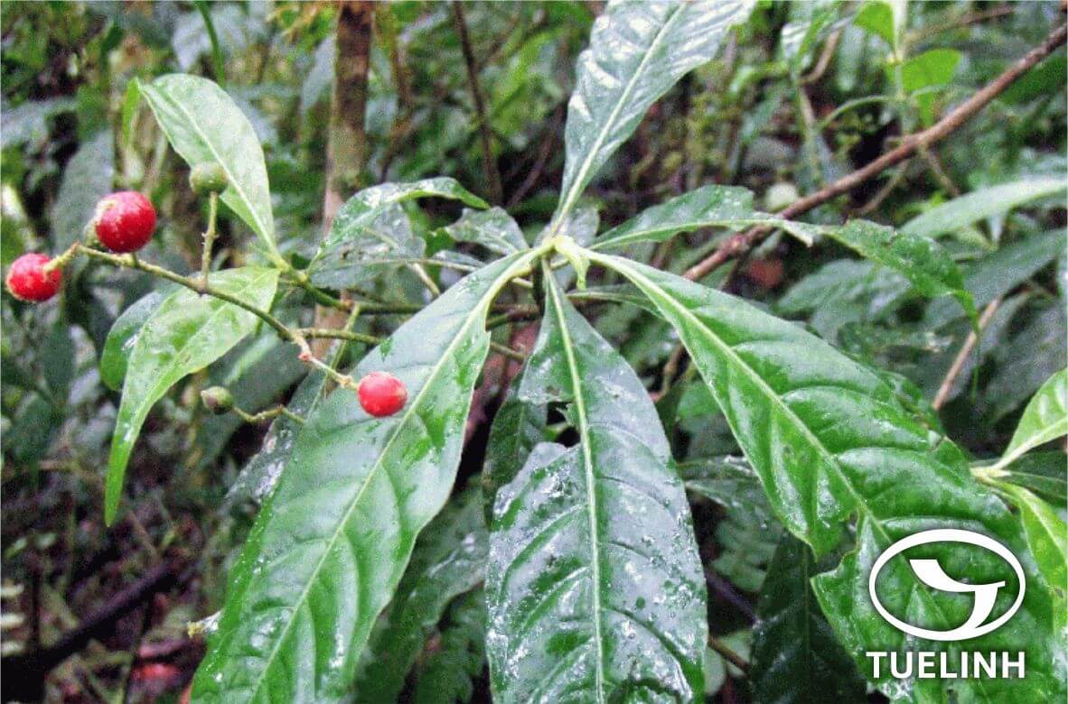 Psychotria siamica (Craib) Hutch. 1