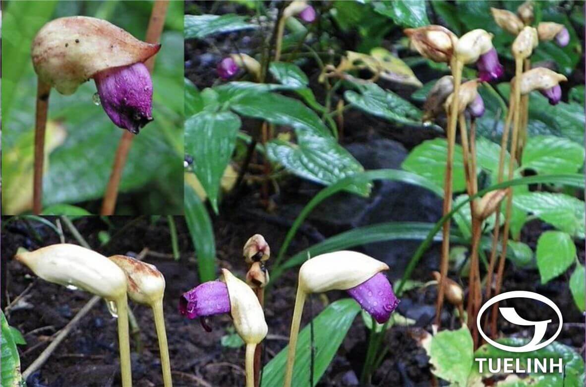 Aeginetia indica L. 1