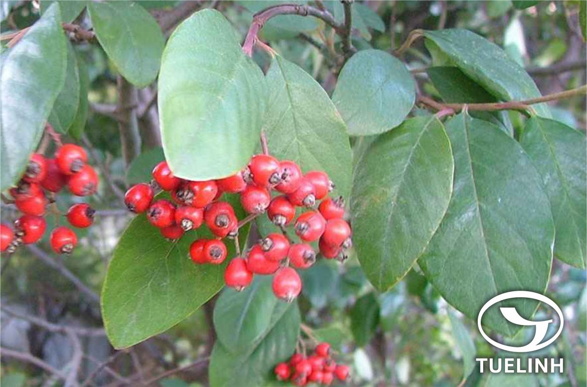 Cotoneaster glaucophyllus Franch. 1