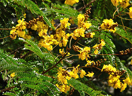Peltophorum pterocarpum (DC.) Bak. ex K. Heyne 1 Peltophorum pterocarpum (DC.) Bak. ex K. Heyne 1