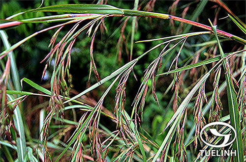 Themeda villosa (Poir.) Hack. in DC-Lô lông, Lô mía