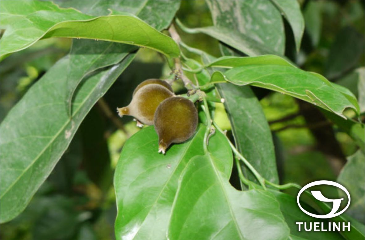 Hydnocarpus hainanensis (Merr.) Sleum. 1 Hydnocarpus hainanensis (Merr.) Sleum. 1