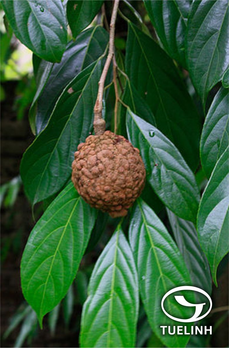 Hydnocarpus annamensis (Gagnep.) Lescot & Sleumer 1 Hydnocarpus annamensis (Gagnep.) Lescot & Sleumer 1