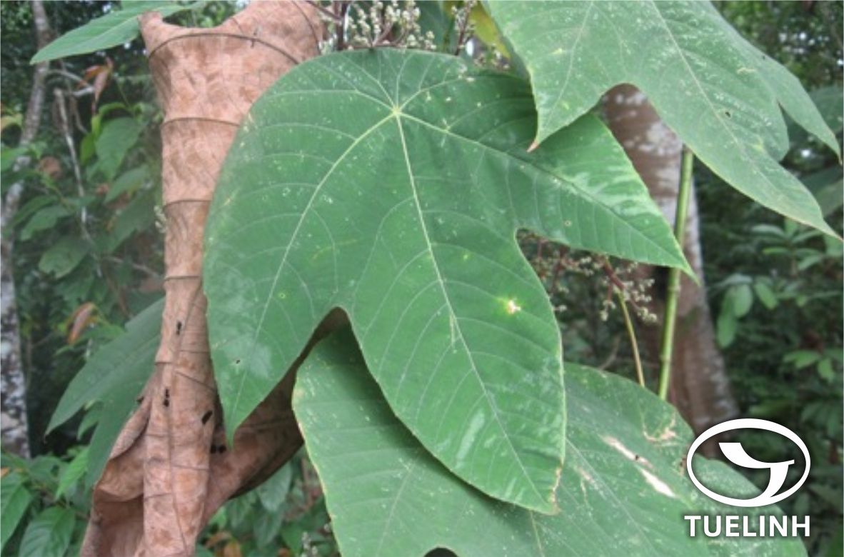 Macaranga triloba (Blume) Muell.-Arg. 1