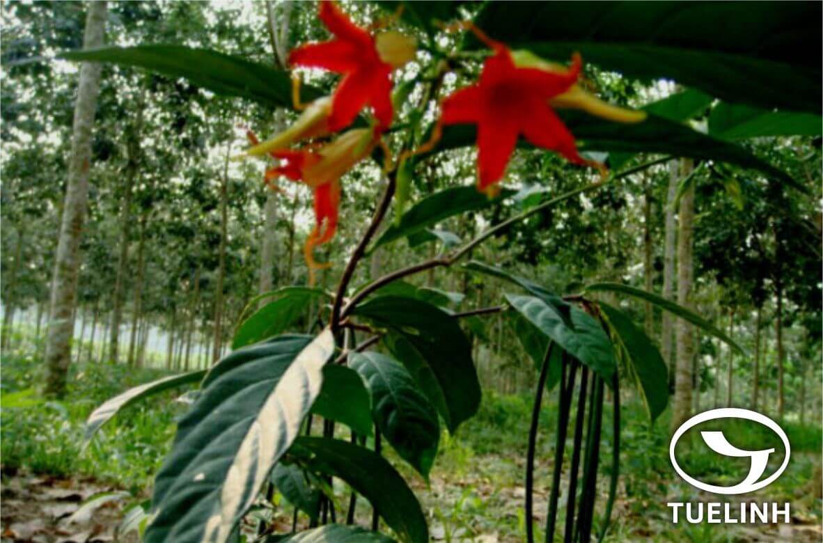 Wrightia dubia (Sims) Spreng. 1