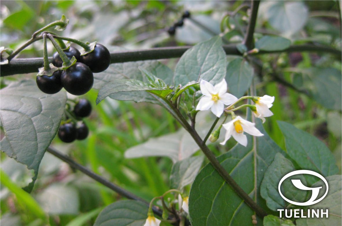 Solanum nigrum L. 1