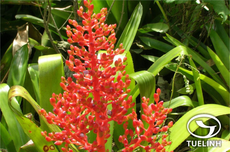 Cyclacanthus coccineus Moore 1 Cyclacanthus coccineus Moore 1