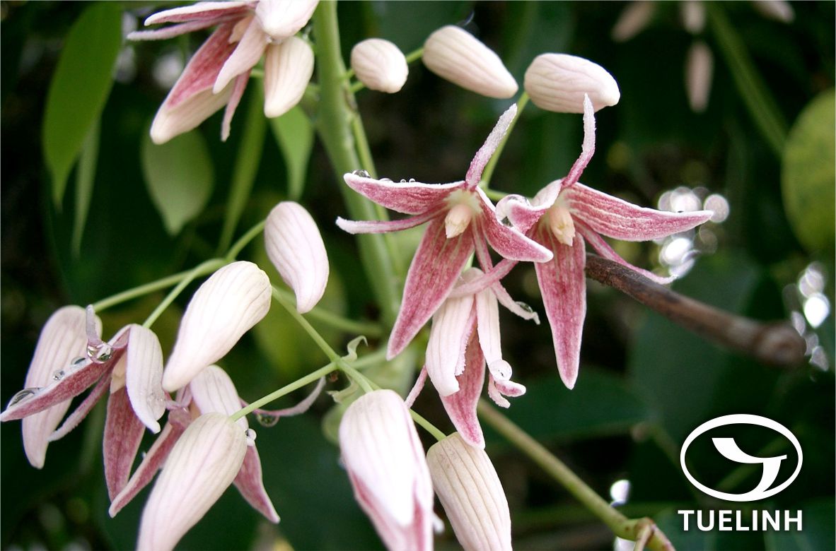 Stauntonia cavalerieana Gagnep. 1 Stauntonia cavalerieana Gagnep. 1