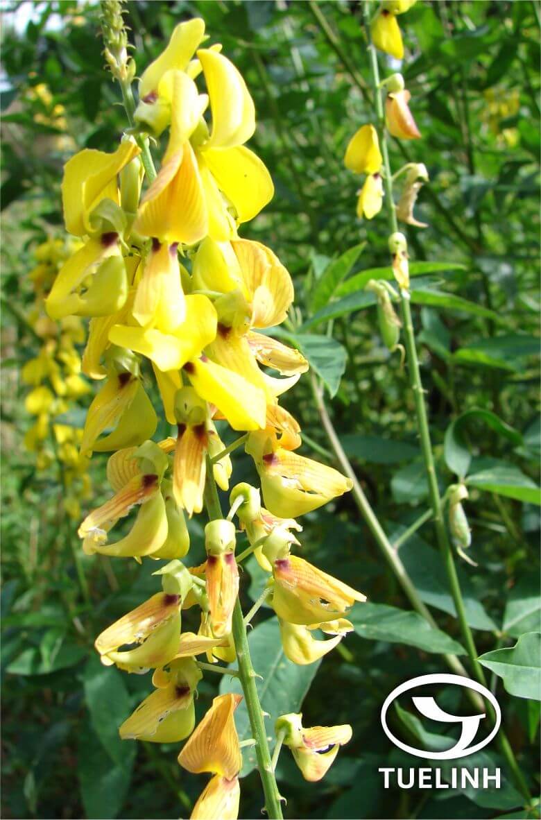 Crotalaria trichotoma Bojer 1 Crotalaria trichotoma Bojer 1