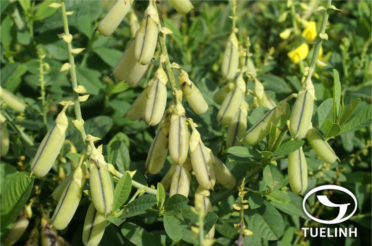 Crotalaria retusa L. 1 Crotalaria retusa L. 1