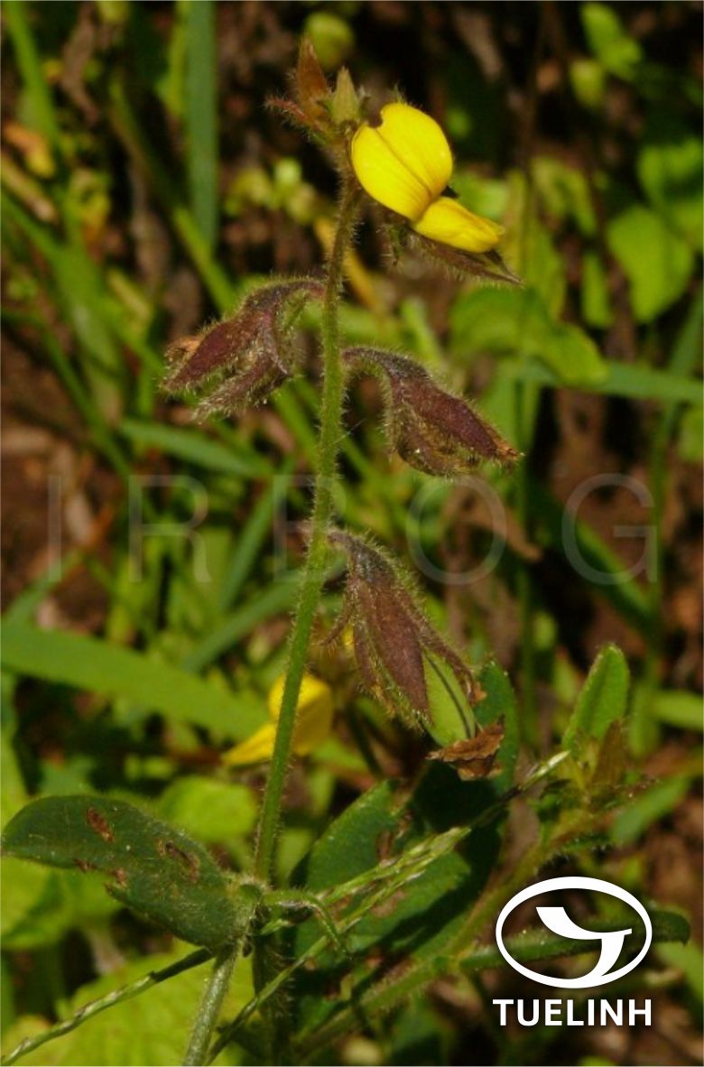 Crotalaria tetragona Roxb. ex Andr. 1