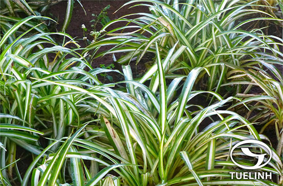 Chlorophytum laxum R. Br. 1 Chlorophytum laxum R. Br. 1