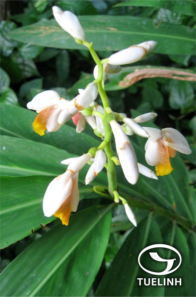 Alpinia chinensis (Retz.) Roscoe 1