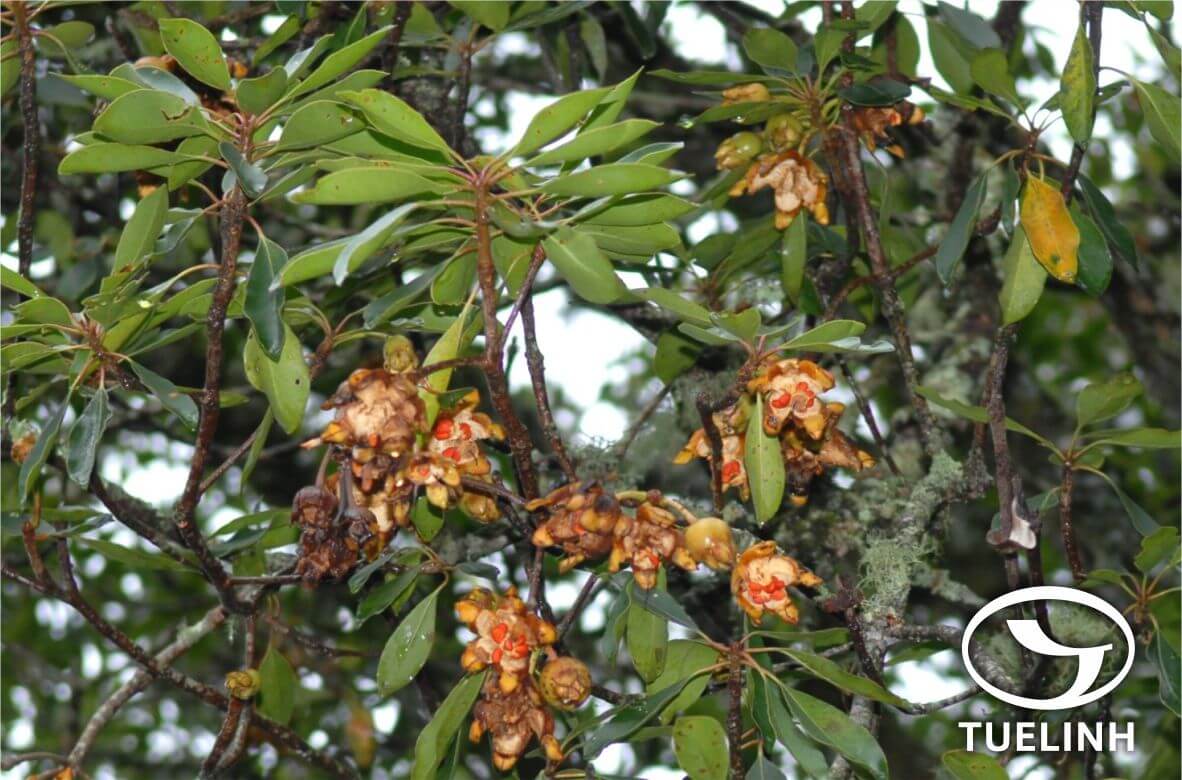 Anneslea fragrans Wall. 1 Anneslea fragrans Wall. 1