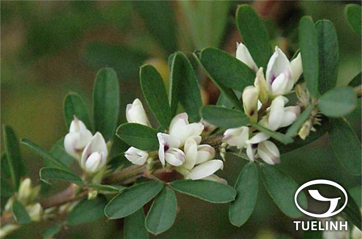 Lespedeza juncea var. sericea (Thunb.) Lace & Hauech 1