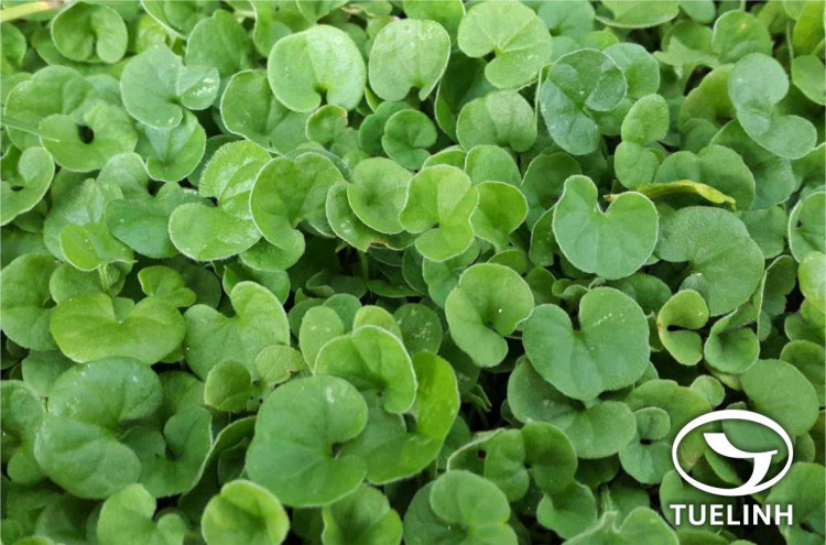 Dichondria repens Forst. et Forst.f. 1 Dichondria repens Forst. et Forst.f. 1