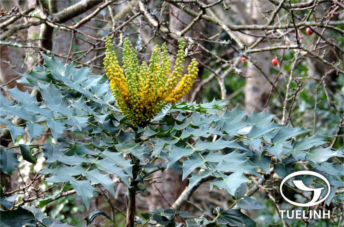 Mahonia nepalensis DC. 1