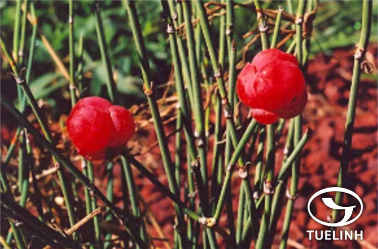 Ephedra sinica Stapf 1