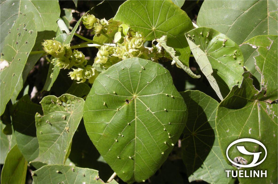 Macaranga tanarius (L.) Muell.-Arg. 1