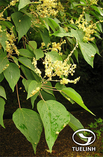 Macaranga henryi (Pax et Hoffm.) Rehd. 1 Macaranga henryi (Pax et Hoffm.) Rehd. 1