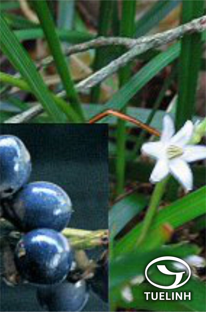 Ophiopogon mairei Levl. 1