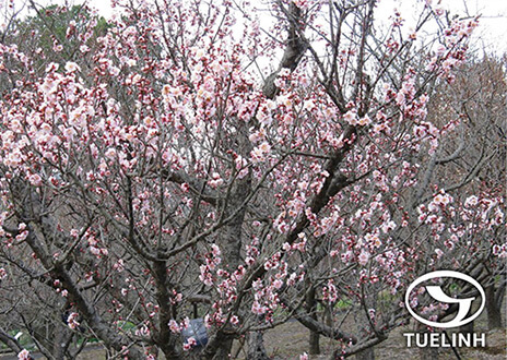 Prunus mume Sieb. et Zucc. 1