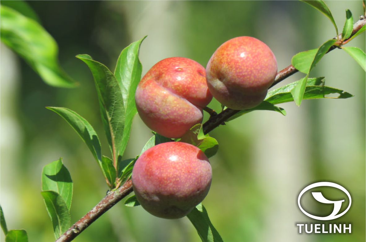 Prunus salicina Lindl. var. salicina 1