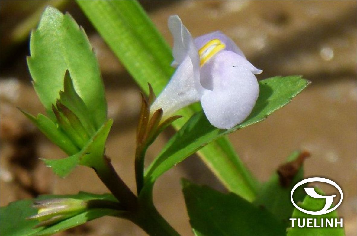 Lindernia antipoda (L.) Alston 1