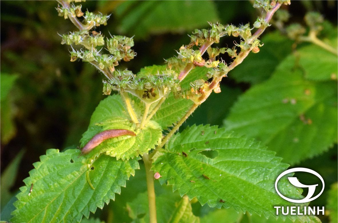 Dendrocnide stimulans (L. f.) Chew 1